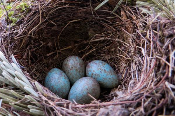 Blackbird eggs